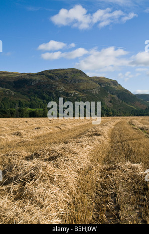 dh  OCHIL HILLS STIRLINGSHIRE Scottish barley Drying hay straw field and the Ochils farm autumn Scotland