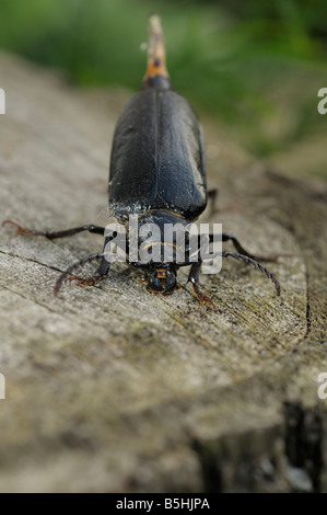 Tanner Beetle Prionus coriarius Stock Photo