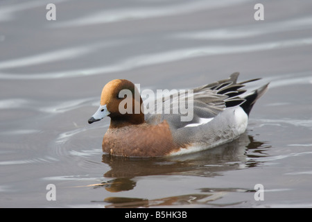 Male Eurasian Wigeon (Anas penelope) swimming on water Stock Photo