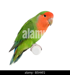 Peach-faced lovebird in front of a white background Stock Photo