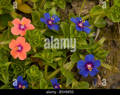 Scarlet Pimpernel both blue form Anagallis arvensis ssp caerulea and scarlet form ssp arvensis Stock Photo