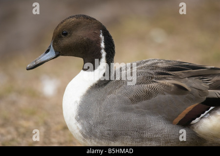 Close-up portrait of a male Northern Pintail (Anas acuta) Stock Photo