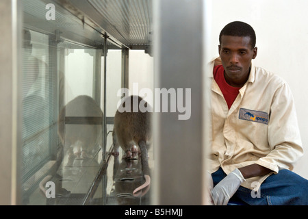 Laboratory training of hero rats by the APOPO organisation to detect TNT in unexploded ordnance. Stock Photo