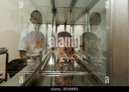 Laboratory training of hero rats by the APOPO organisation to detect TNT in unexploded ordnance. Stock Photo