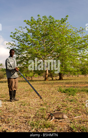 Field training of hero rats by the APOPO organisation to detect TNT in unexploded ordnance. Stock Photo