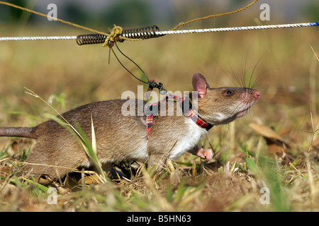 Tethered 'hero rat' field training at the APOPO base in Tanzania. Stock Photo