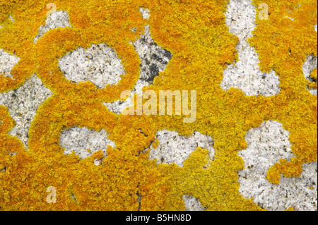 Yellow foliose lichen on a boulder Stock Photo