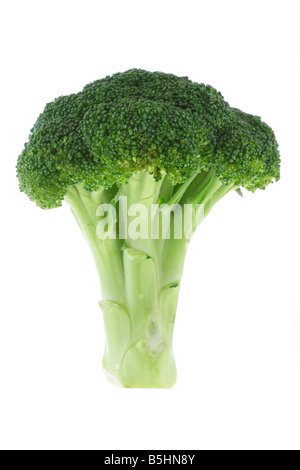 Fresh stalk of broccoli on white background Stock Photo