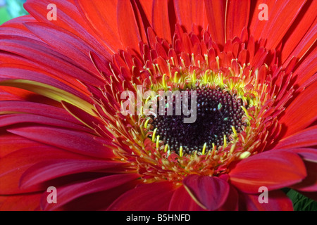 Close up of a red Gerbera. Stock Photo