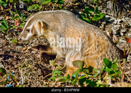 Badger in a den surrounded by fall foliage  - controlled condtions Stock Photo