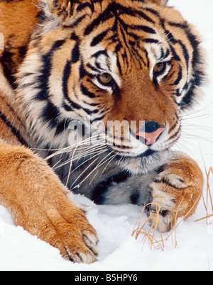 Siberian tiger waits in the snow - controlled conditions Stock Photo
