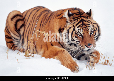 Siberian tiger waits in the snow - controlled conditions Stock Photo