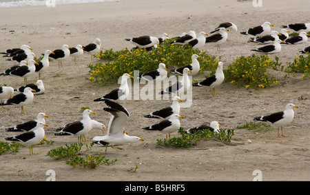 Flock of Cape Gulls a form of Kelp Gull Larus dominicanus vetula on the beach West Coast Cape South Africa Stock Photo