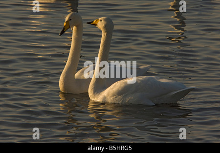 Whooper Swan Cygnus cygnus in winter Stock Photo