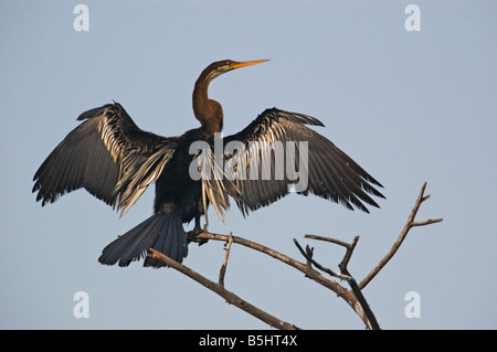 Oriental Darter or Indian Darter (Anhinga melanogaster) drying wings Stock Photo