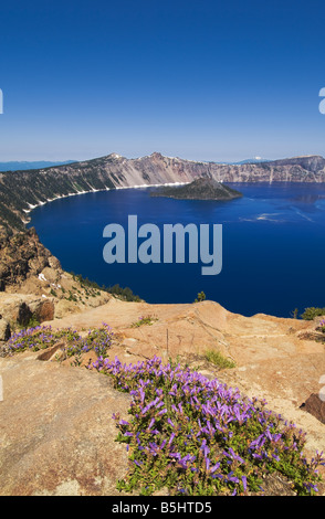 Penstemon wildflowers Crater Lake and Wizard Island from Garfield Peak Trail Crater Lake National Park Oregon Stock Photo