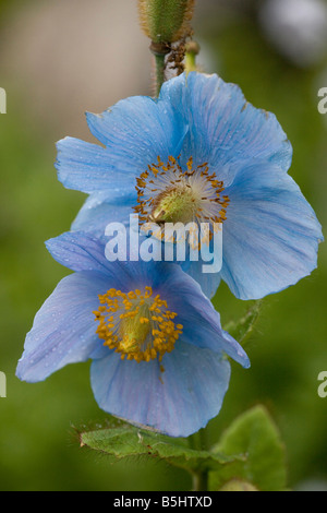 A Himalayan blue poppy Meconopsis grandis Nepal Stock Photo