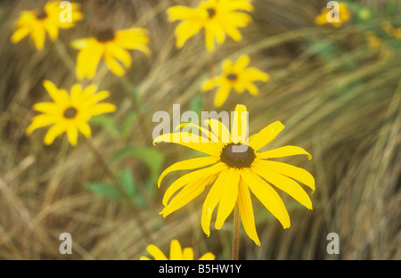 Close up of starlike golden yellow flowers of Coneflower or Rudbeckia fulgida growing among grassy Miscanthus sinensis Stock Photo