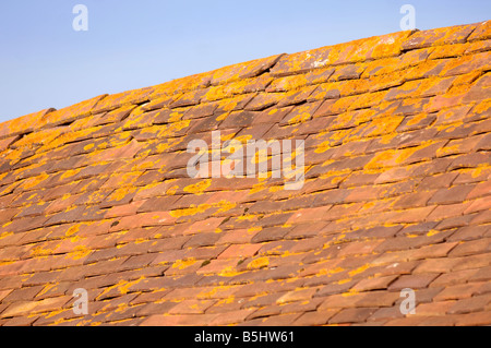 DETAIL OF THE CLAY TILED ROOF OF A BARN IN HEREFORDSHIRE UK WITH THE DISTINCTIVE YELLOW ORANGE LICHEN XANTHORIA PARIETINA Stock Photo
