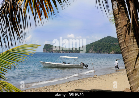 SMALL PALM TREE ON A BEACH NEAR SOUFRIERE ST LUCIA Stock Photo