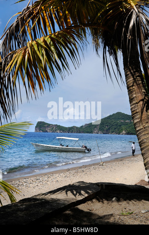 SMALL PALM TREE ON A BEACH NEAR SOUFRIERE ST LUCIA Stock Photo