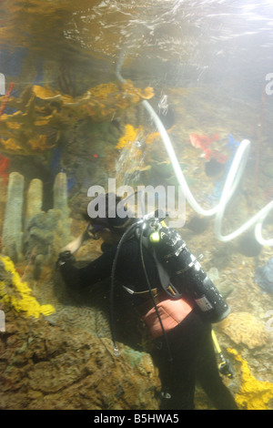 Diver cleaning a giant marine aquarium tank - Indianapolis Zoo Stock Photo