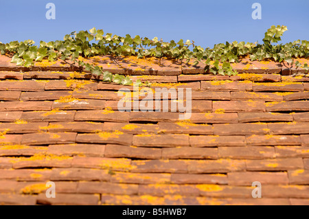 DETAIL CLAY TILED ROOF OF A BARN IN HEREFORDSHIRE UK WITH IVY AND THE DISTINCTIVE YELLOW ORANGE LICHEN XANTHORIA PARIETINA Stock Photo