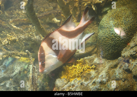 Fish- Emperor Snapper, also known as the Sebae Snapper- Lutjanus sebae Stock Photo