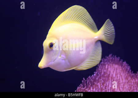 yellow tang (Zebrasoma flavescens) marine aquarium Stock Photo