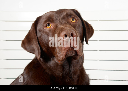 smooth haired (male) chocolate labrador retriever sat in front of a radiator. Stock Photo