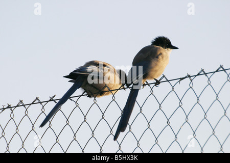 Two Azure-winged Magpies, Cyanopica cyana, on a fence