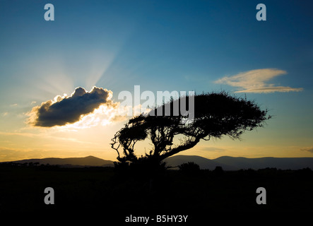 Wind-sculptured tree above Stradbally Cove and distant Comeragh Mountains, County Waterford, Ireland Stock Photo