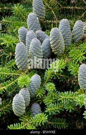 Korean fir Abies koreana with cones Often grown as an ornamental tree Korea Stock Photo