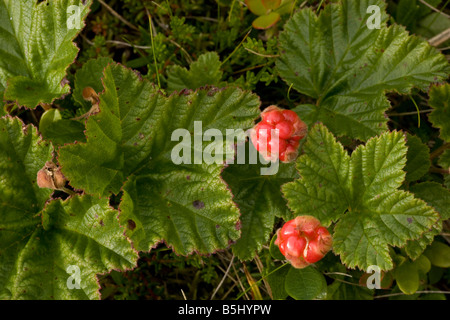 Cloudberry Rubus chamaemorus in fruit Scotland Stock Photo