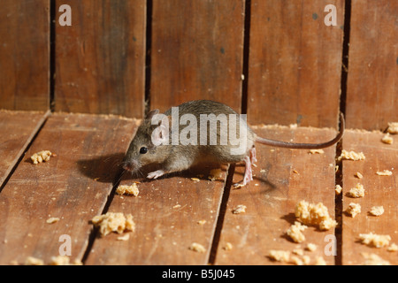House mouse Mus musculus Midlands UK Stock Photo