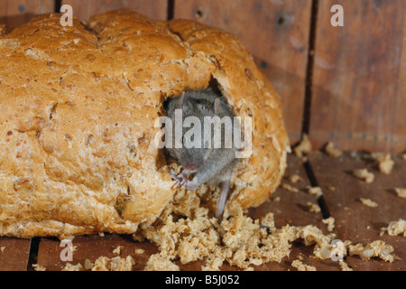 House mouse Mus musculus Midlands UK Stock Photo