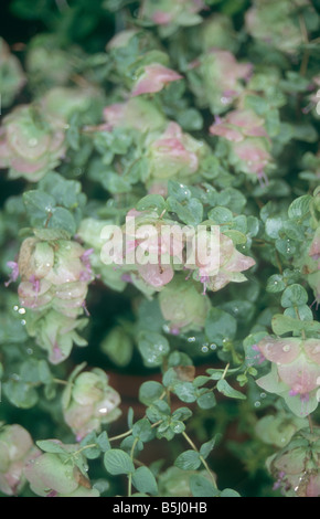 Origanum 'Kent Beauty' in summer garden. Stock Photo