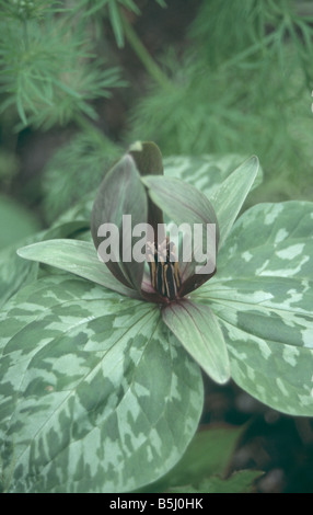 Trillium sessile in spring garden. Stock Photo