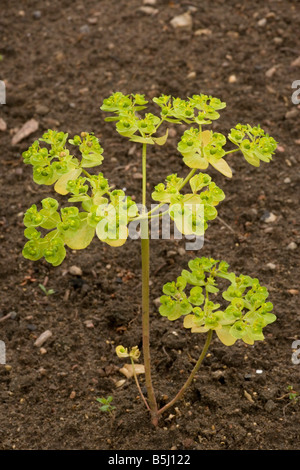 Sun spurge Euphorbia helioscopia common weed of gardens and arable Stock Photo