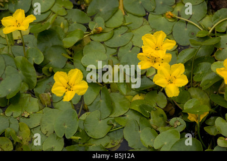 Fringed water lily Nymphoides peltata Dorset Stock Photo