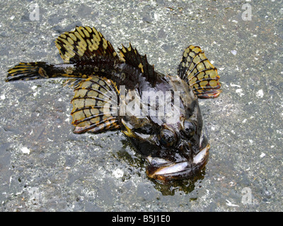 sea scorpion, lat.: Myoxocephalus scorpius, bull rout, Seeskorpion, Chaboisseau arctic, vanlig ulke; caught on Faroe Islands Stock Photo