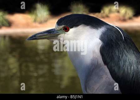 USA This Black Crown Night Heron was captured by the pond Stock Photo