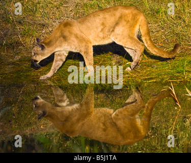 Mountain lion stalks at waters edge - controlled conditions Stock Photo