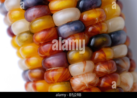 Colorful colourful Indian corn, maize, close-up Stock Photo