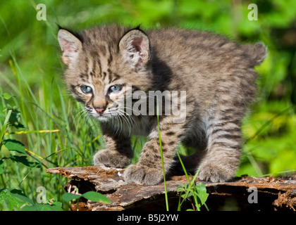 Bobcat kitten standing on a log- controlled conditions Stock Photo