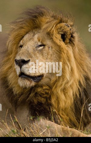 African male lion, Maasai Mara National Park, Kenya (Panthera leo) Stock Photo