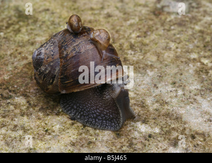 Adult garden snail (Helix Aspersa) with two young snails on its back. Stock Photo
