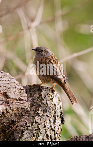 Dunnock - Prunella modularis Hedge Sparrow Stock Photo