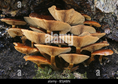 Galerina Marginata (aka Galerina Autumnalis) - poisonous mushroom also known as the Funeral Bell, seen here growing on dead wood Stock Photo
