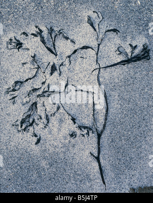 Seaweed in the shape of a tree, Camus Sgiotaig, Singing Sands, Isle of Eigg, Scotland, UK. Stock Photo